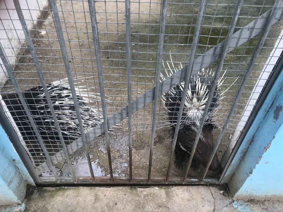 天鵝湖風(fēng)景區(qū)（泰山）速覽！(圖10)