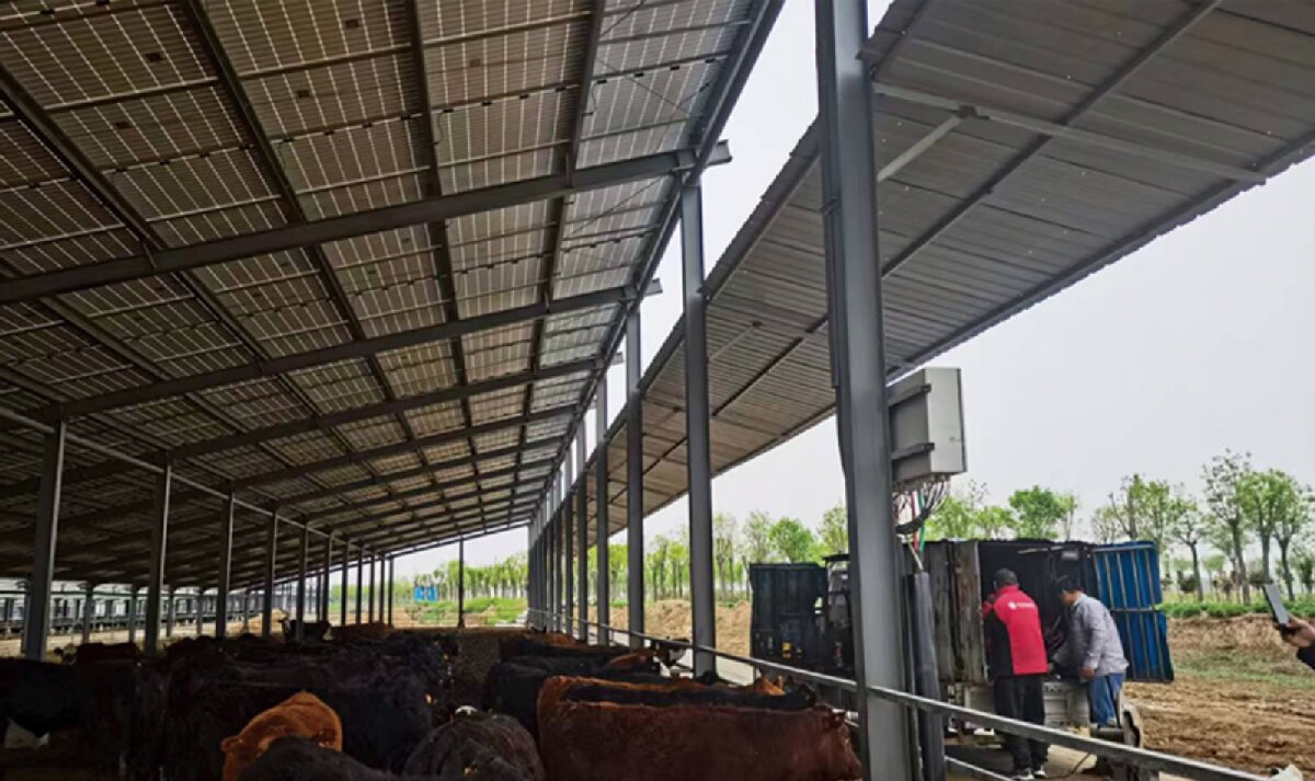 信橋鋼構(gòu)：打卡蒙陰農(nóng)業(yè)溫室大棚、青州黑牛養(yǎng)殖基地！(圖4)